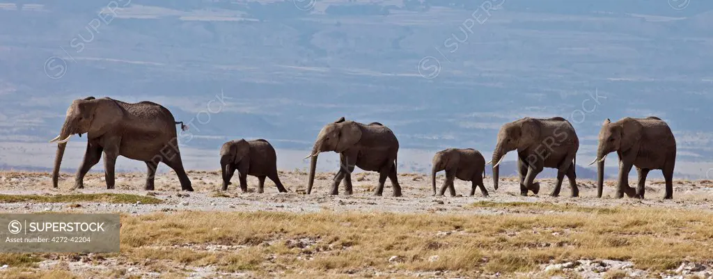 Elephants cross the plains at Amboseli with the foothills of Mount Kilimanjaro in the background.