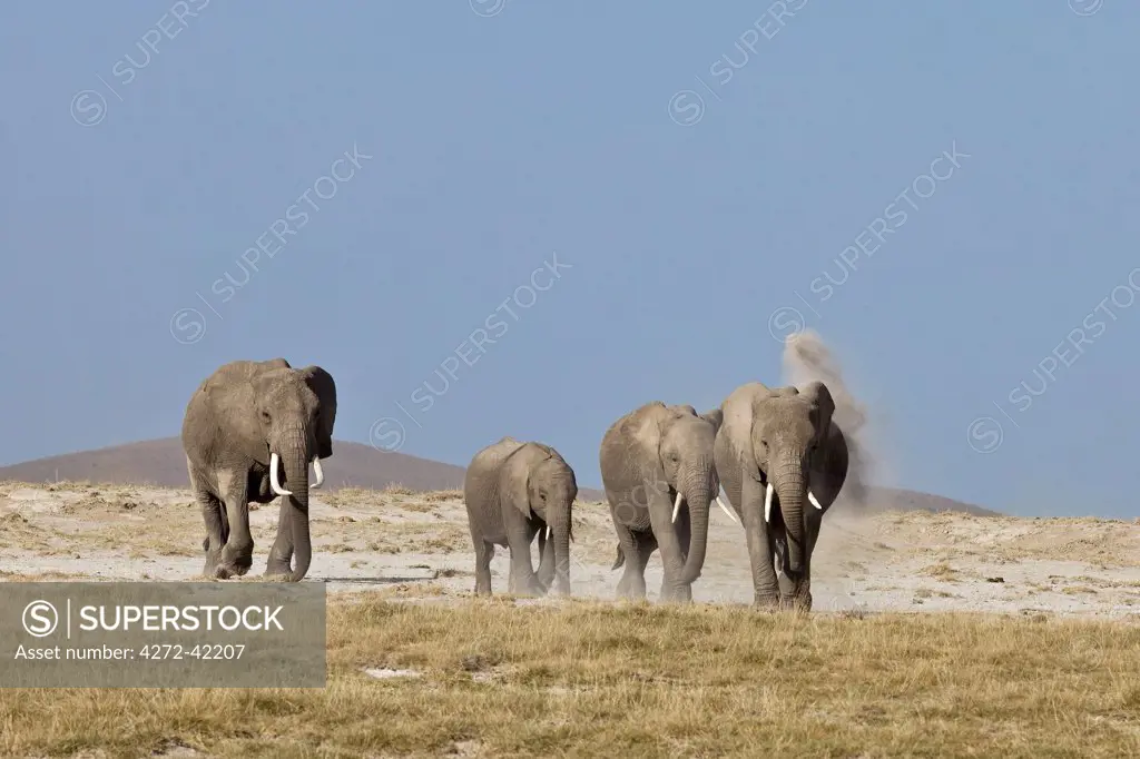 Elephants cross the dusty plains at Amboseli.