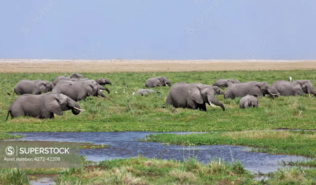 Elephants feed in the permanent swamps at Amboseli.