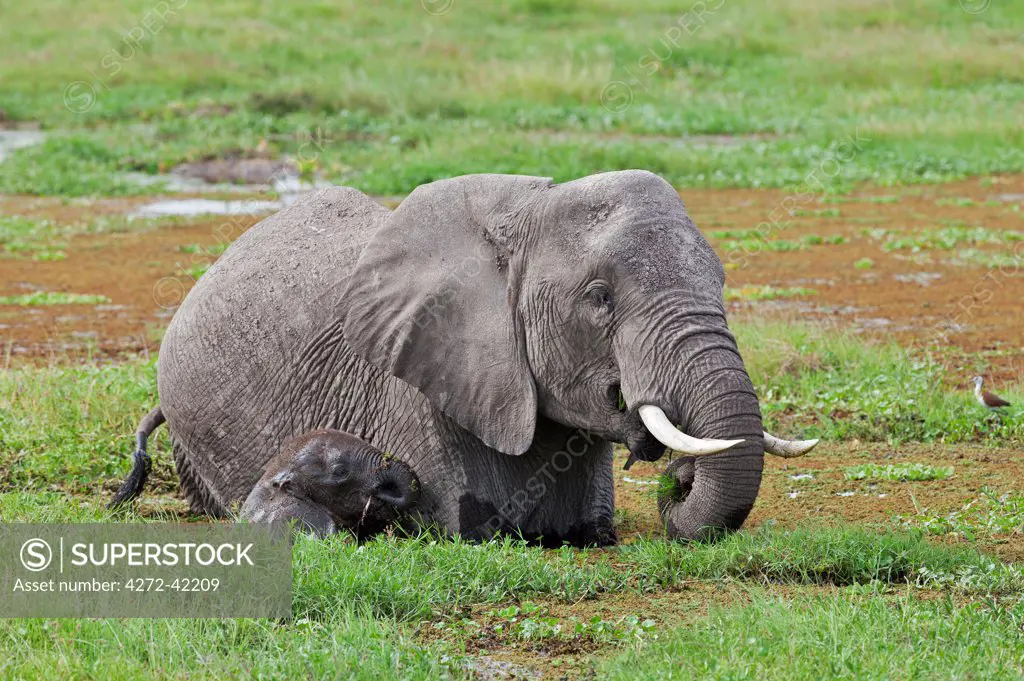 An elephant feeds in the permanent swamps at Amboseli while its young calf struggles to keep above the water.