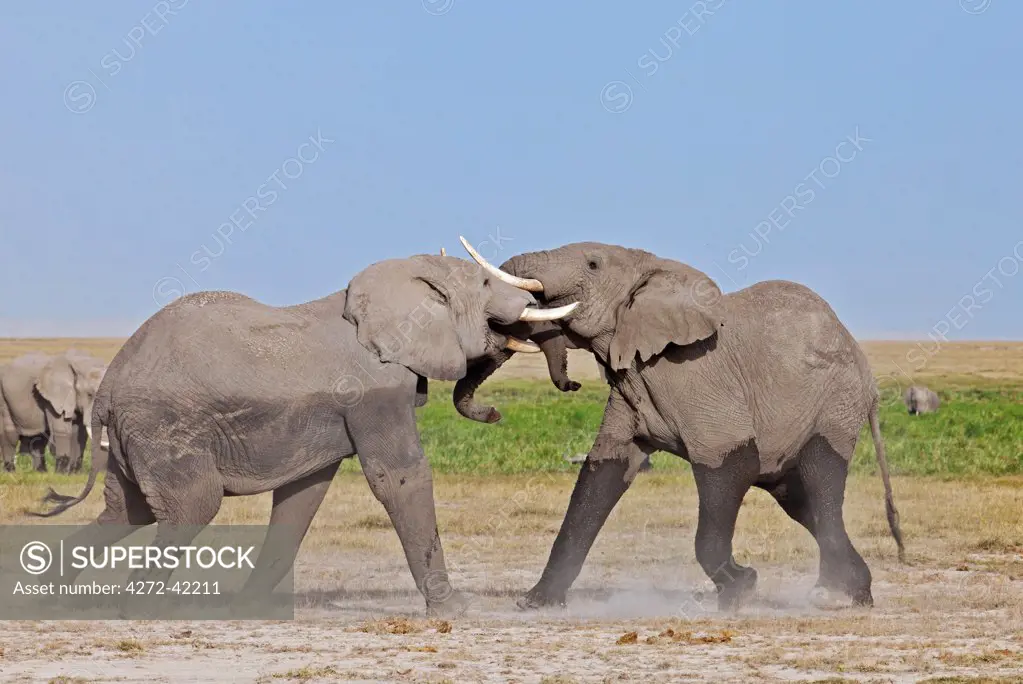 Two young bull elephants spar at Amboseli.