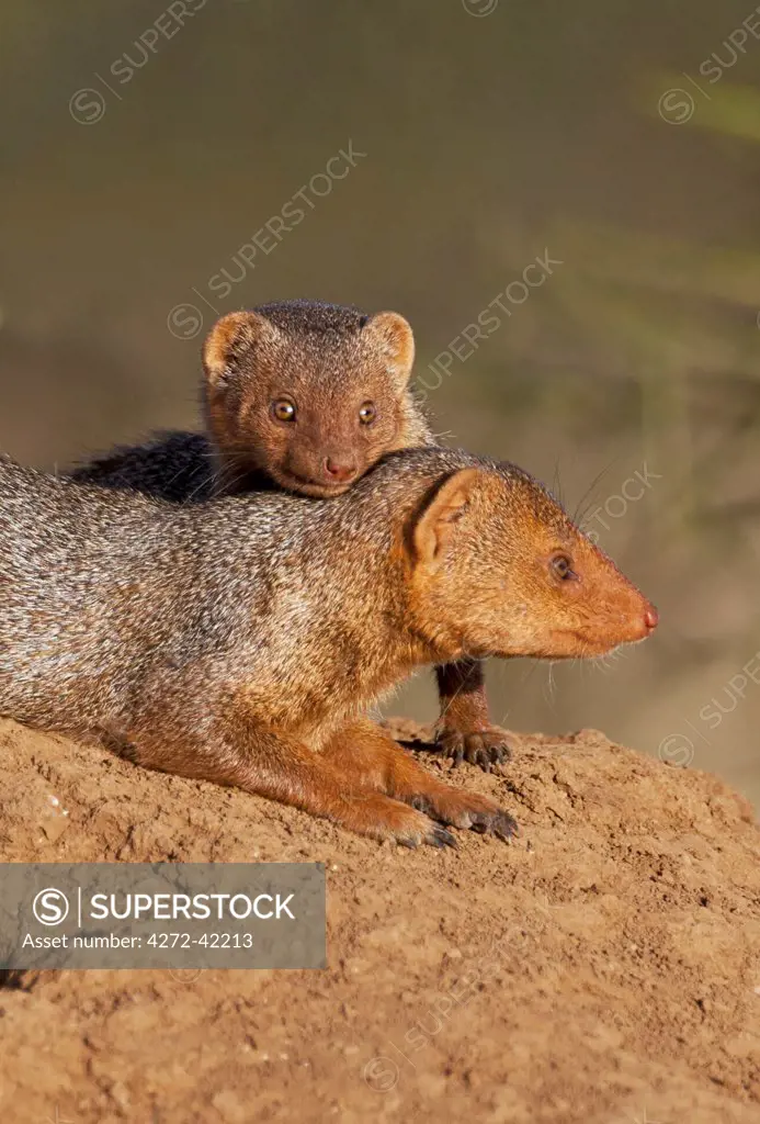 Dwarf mongooses bask in the late afternoon sun on top of a termite mound at Amboseli.
