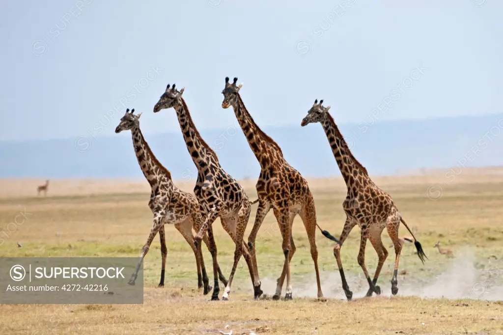 Maasai giraffes running across open plains at Amboseli.
