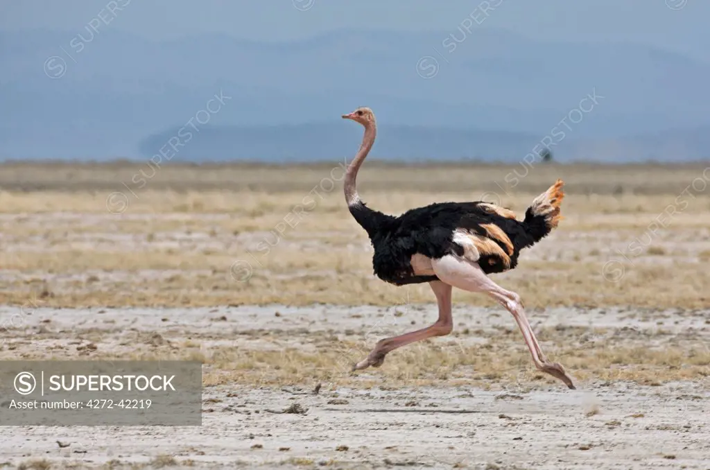 A Maasai ostrich strides across the open plains at Amboseli.
