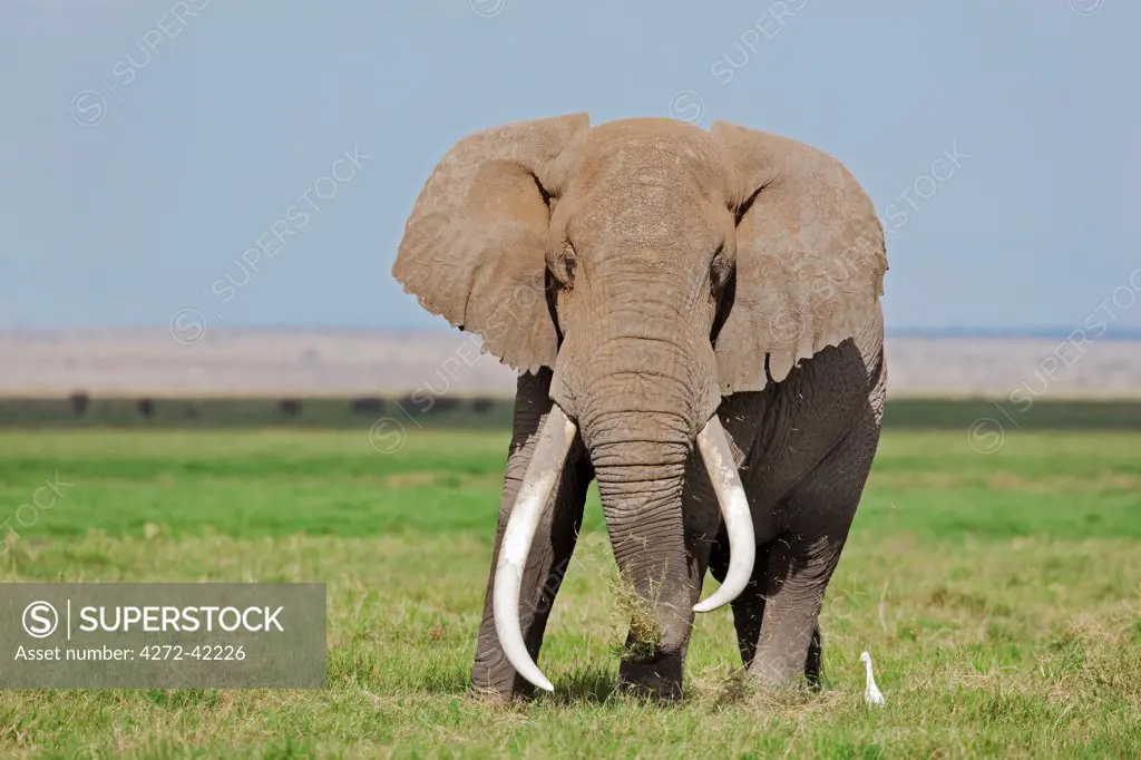 A large bull elephant feeds on grass in the permanent swamps at Amboseli while a cattle egret waits in close proximity to pounce on the insects it disturbs.