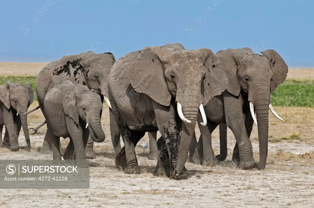 A herd of elephants move to new feeding grounds in the permanent swamps at Amboseli.