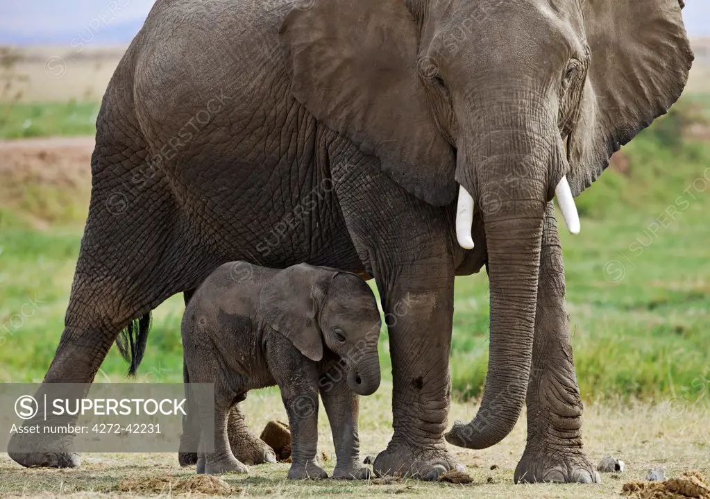 A baby elephant is protected by its mother beside the permanent swamps at Amboseli.