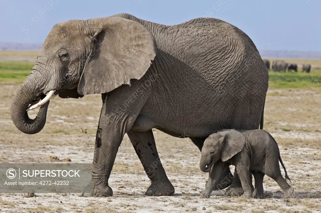 A baby elephant follows its mother beside the permanent swamps at Amboseli.
