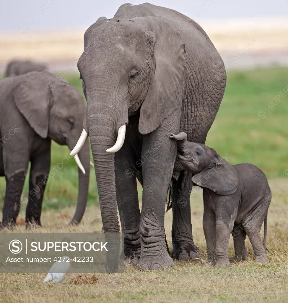 A baby elephant is still unsure how to feed from its mother.