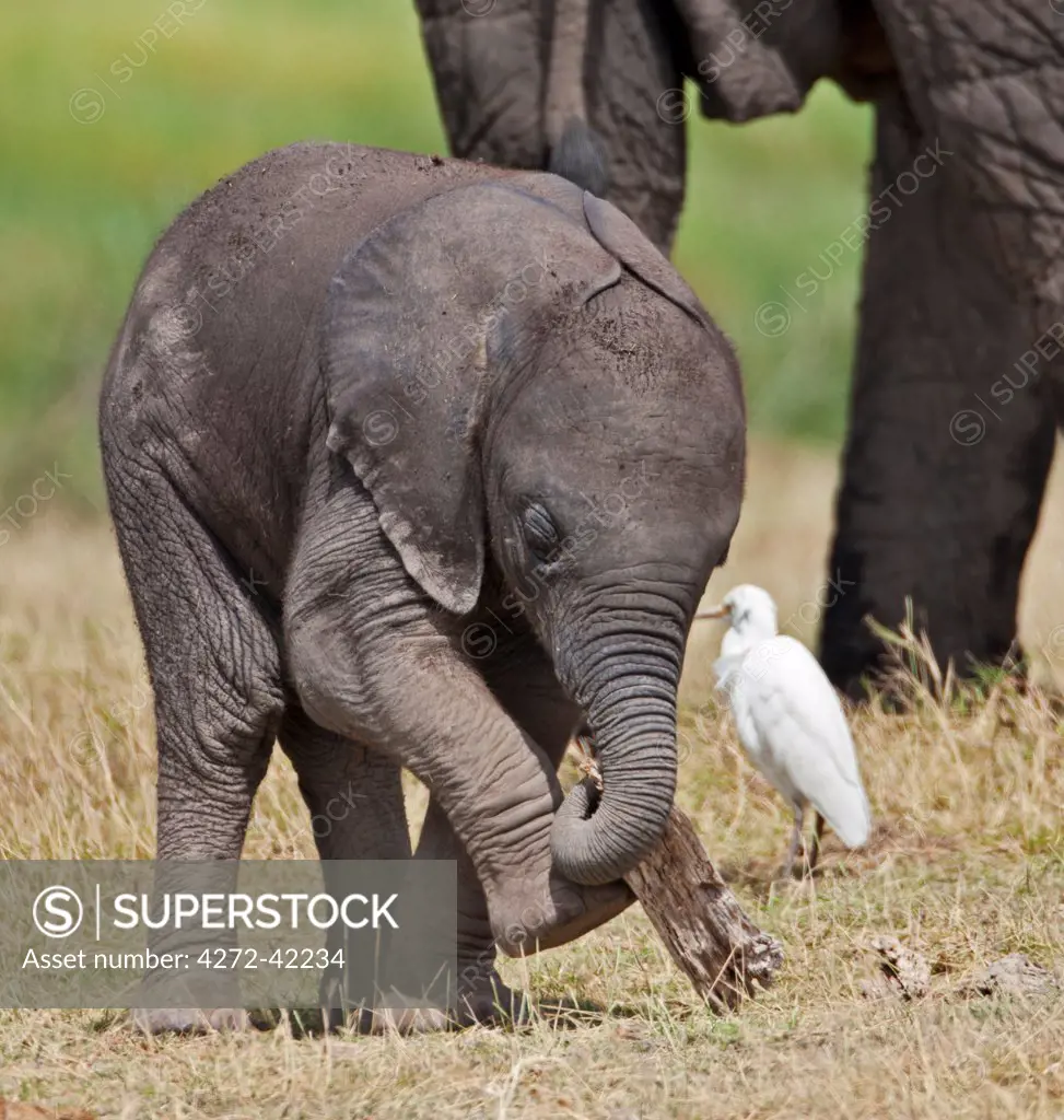 A baby elephant playing with a piece of dead wood beside its mother.