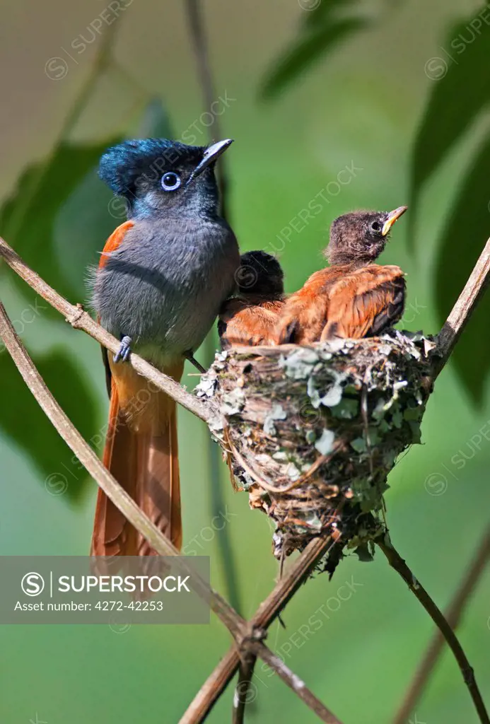 A female African Paradise flycatcher watching over its young.