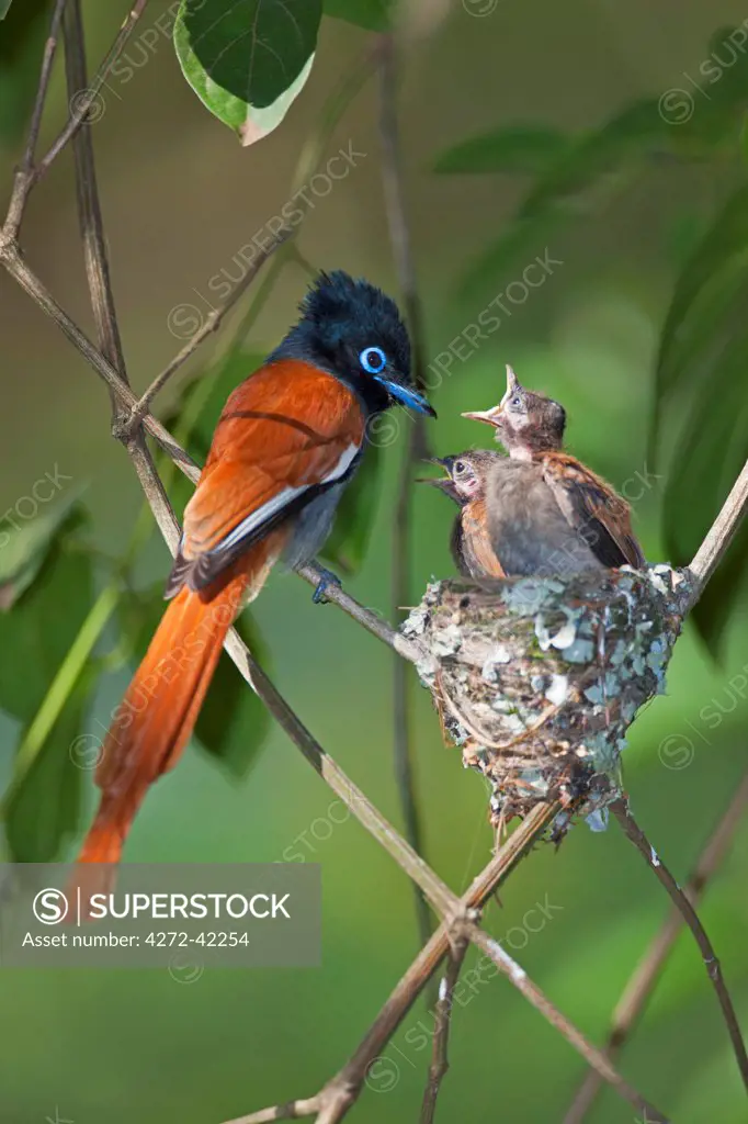 A male African Paradise flycatcher feeding its hungry chicks.