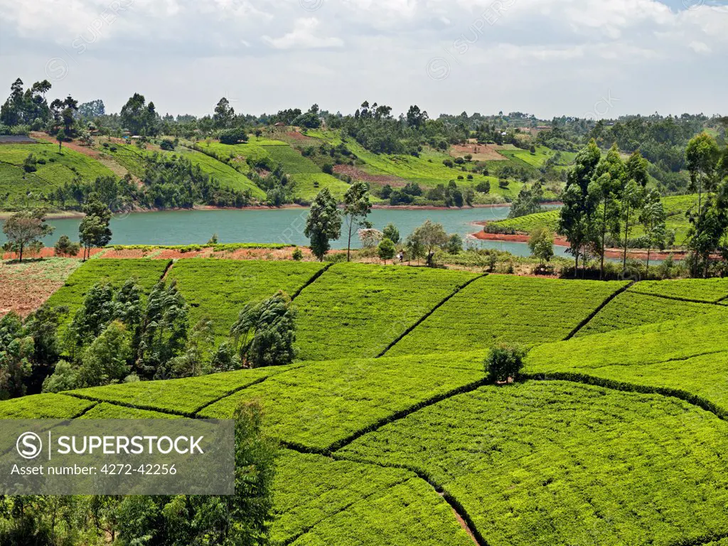 Tea gardens belonging to small scale farmers surround Ndakaini Dam, a vital source of water for the city of Nairobi