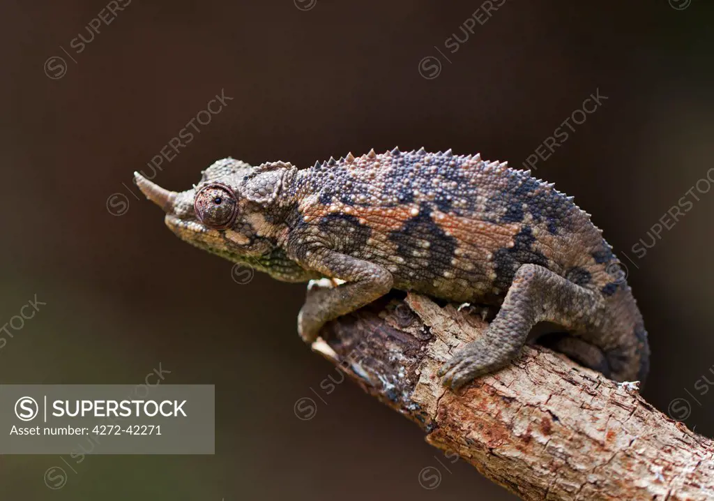 A one horned Chameleon, Karen, Kenya