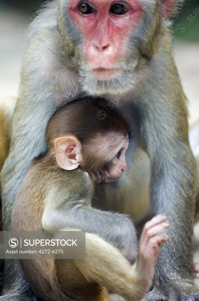 China, Hainan Province, Hainan Island. Monkey Island research park- Macaque monkeys.