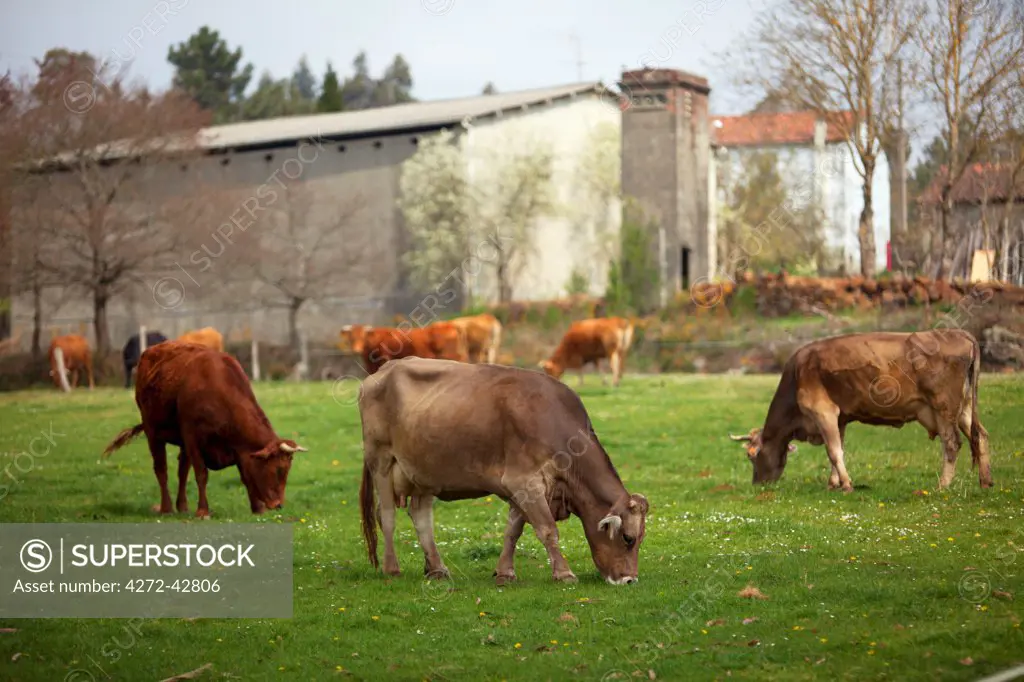 Spain, Galicia, Camino Frances, A cow farm on the path of the Camino