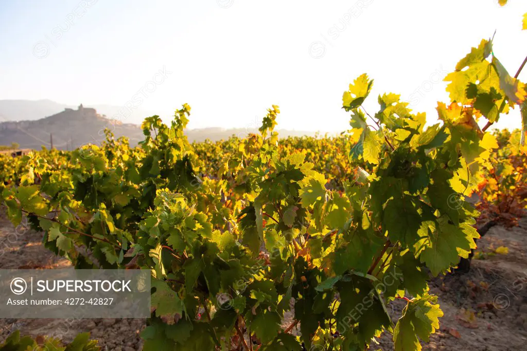 Vineyards around the town of San Vicente de la Sonsierra, on the border of La Rioja and the Basque Country. Spain, Europe.