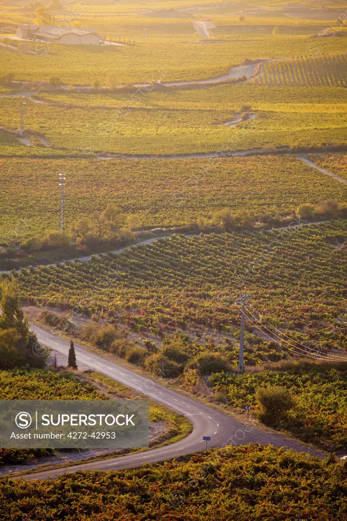 Vineyards in Laguardia, Spain, Europe.