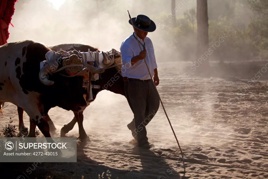 Huelva, Southern Spain. A butero, the Andalusian version of the cowboy, guiding bulls on the way to the village of El Rocio during the annual Romeria