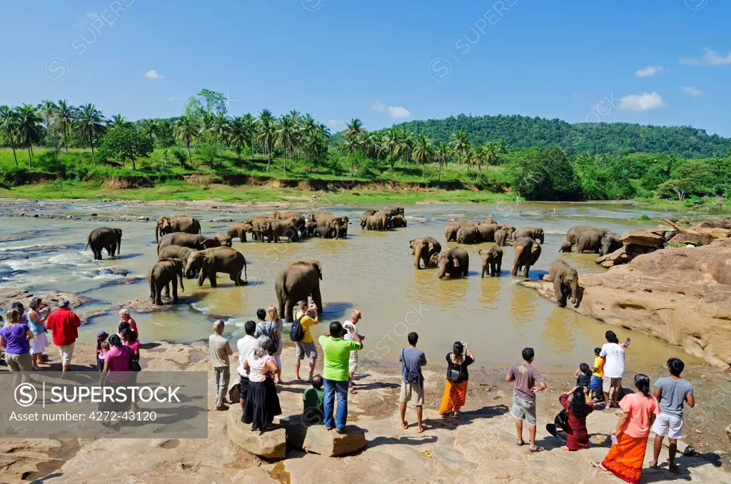 Sri Lanka, Pinnewala Elephant Orphanage near Kegalle, elephants bathing
