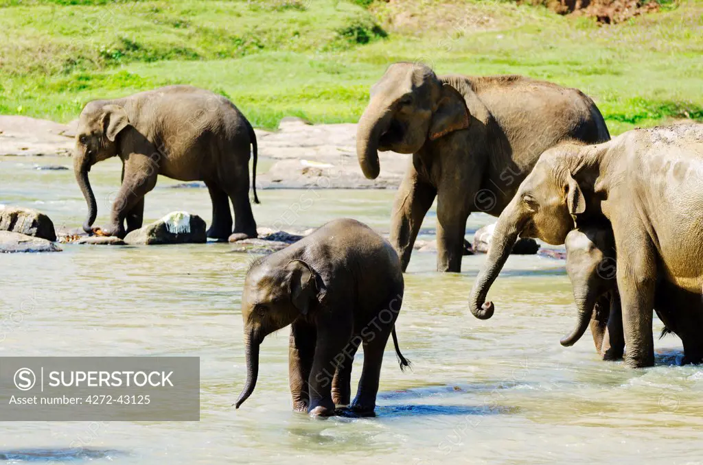 Sri Lanka, Pinnewala Elephant Orphanage near Kegalle, baby elephant bathing