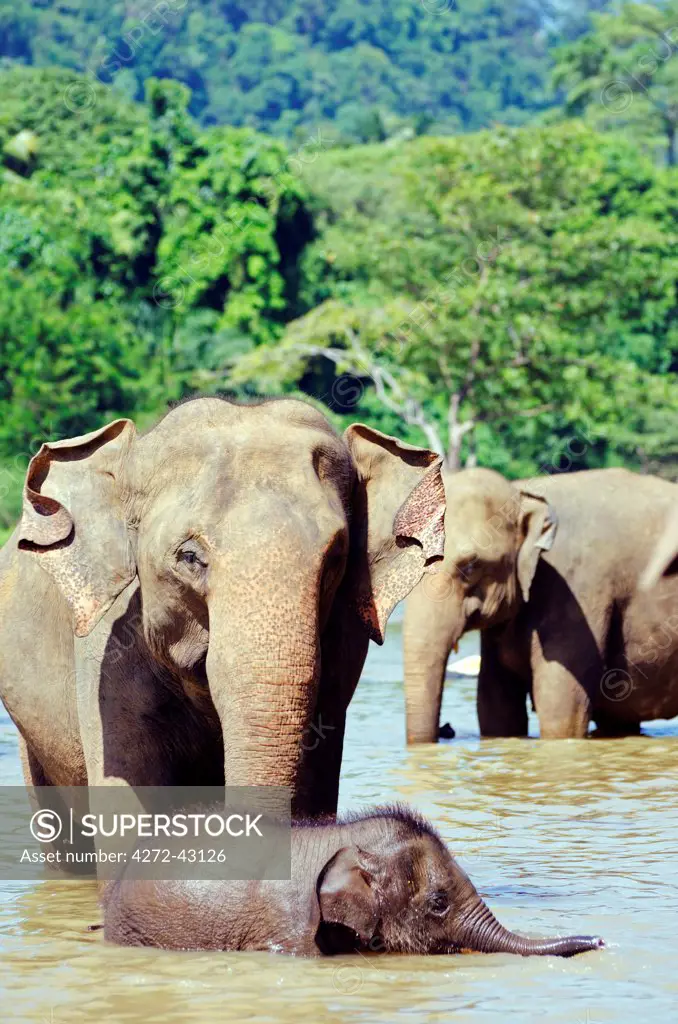 Sri Lanka, Pinnewala Elephant Orphanage near Kegalle, baby elephant bathing