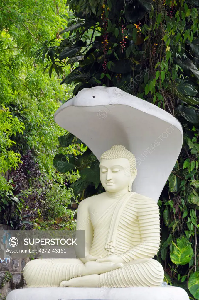 Sri Lanka, Sacred city of Kandy, UNESCO World Heritage Site, buddha statue with cobra head