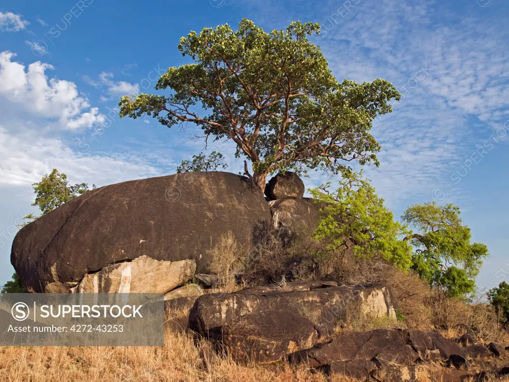 A wild fig tree flourishes at the top of a large granite inselberg in Kidepo National Park, Uganda, Africa