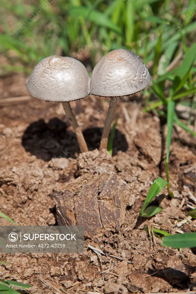 Fungi sprout from elephant dung during the wet season at Kidepo National Park, Uganda, Africa