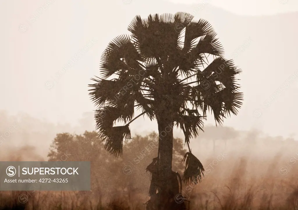 A borassus palm in a heavy rainstorm at Kidepo National Park, Uganda, Africa