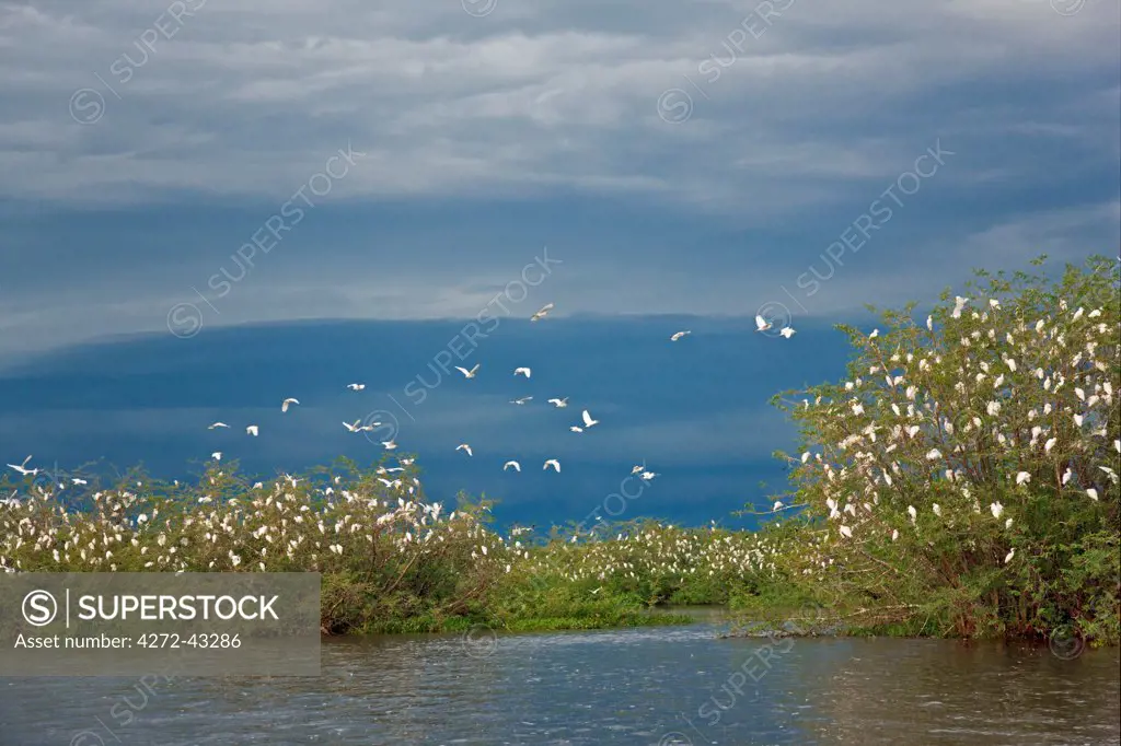 A favoured roosting place for thousands of Cattle Egrets is a small island in the middle of the Victoria Nile, Uganda, Africa
