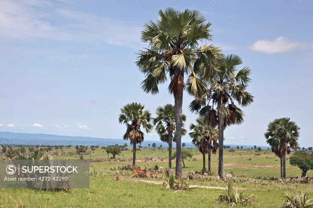 Uganda Kobs graze amongst majestic Borassus palms, which are a feature of Murchison Falls National Park, Uganda, Africa