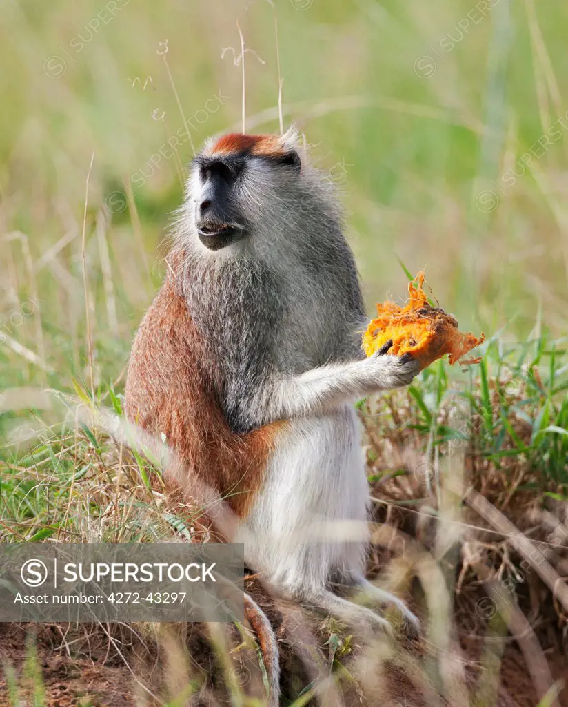 A Patas monkey eating a Borassus palm nut in Murchison Falls National Park, Uganda, Africa