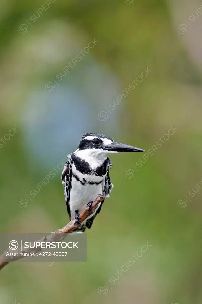 A Pied Kingfisher perched on a twig overhanging the Victoria Nile in Murchison Falls National Park, Uganda, Africa