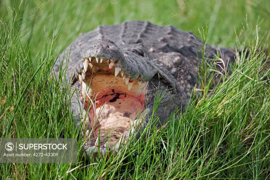A massive Nile Crocodile with open jaws basking on the banks of the Victoria Nile in Murchison Falls National Park, Uganda, Africa