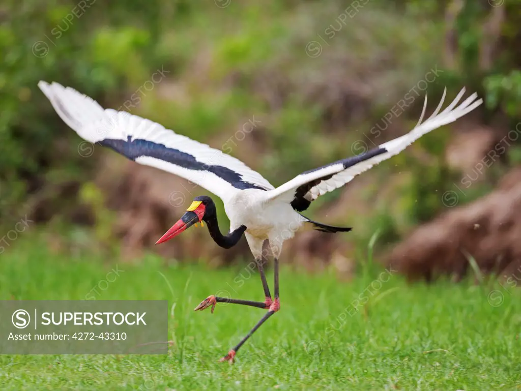 A magnificent male Saddle billed Stork takes off from a grassy bank of the Victoria Nile in Murchison Falls National Park, Uganda, Africa