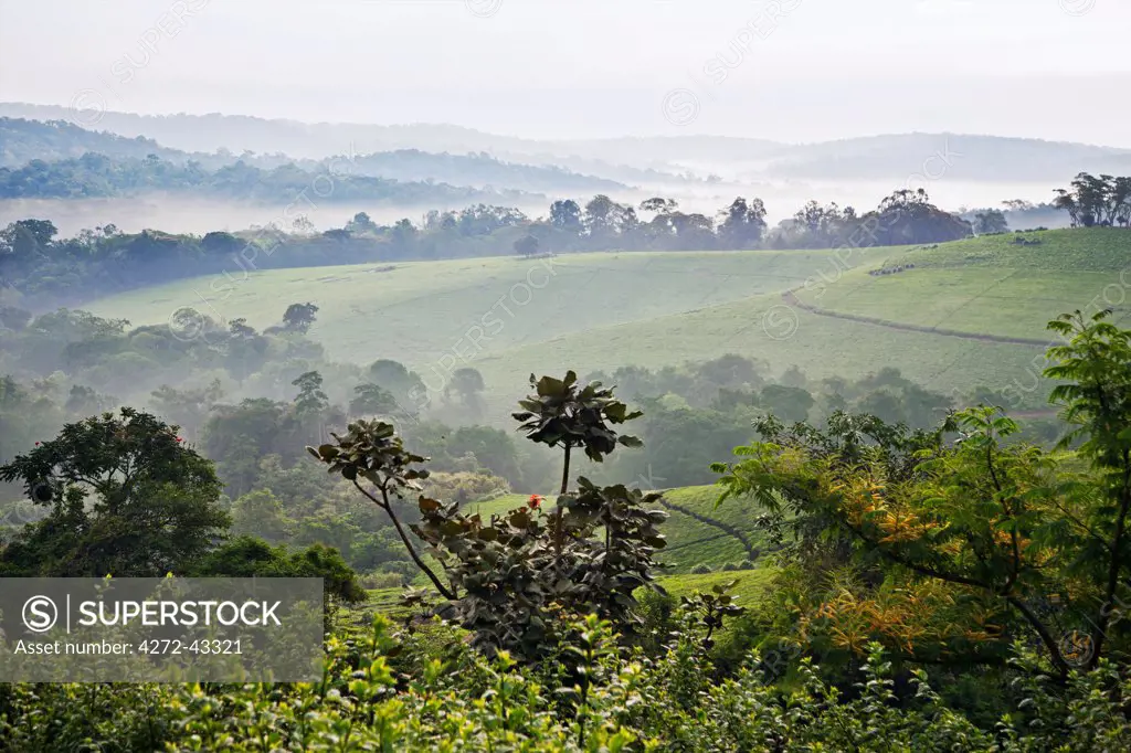Early morning mist over tea estates on the edge of the Kibale Forest near Rweetera, Uganda, Africa