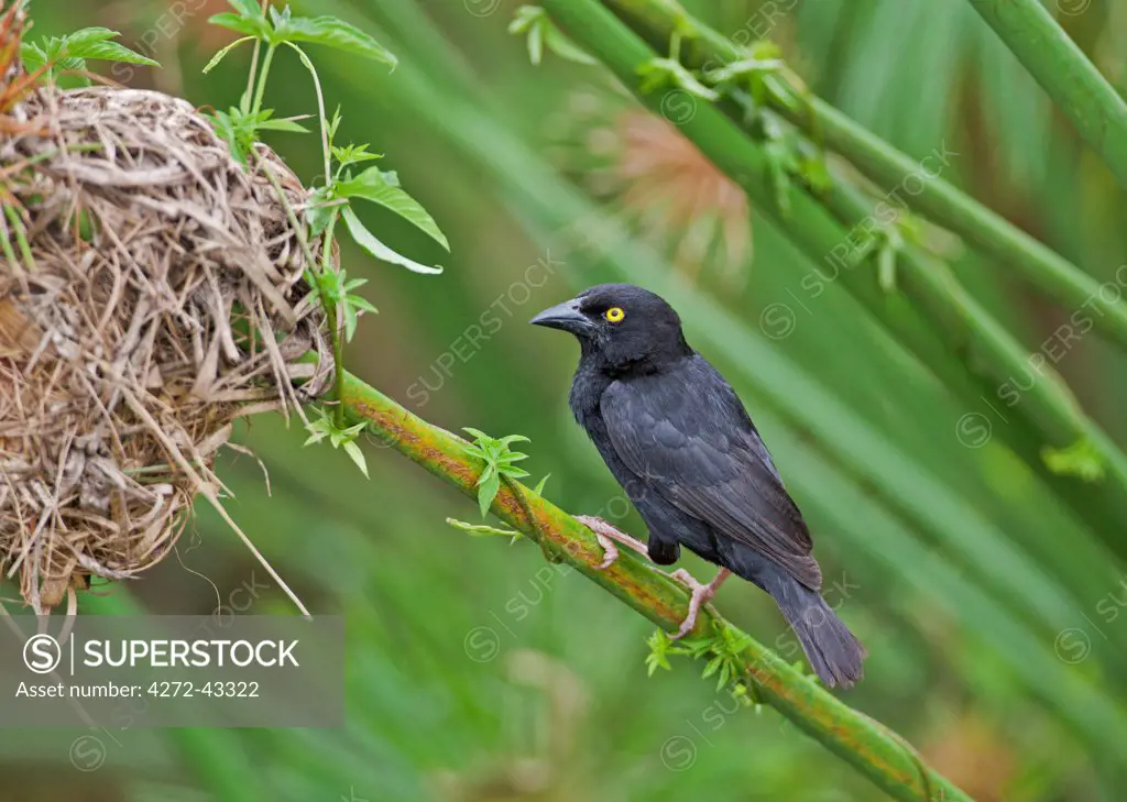 The distinctive bright yellow eye distinguishes Vieillots Black Weaver from other black weavers, Uganda, Africa