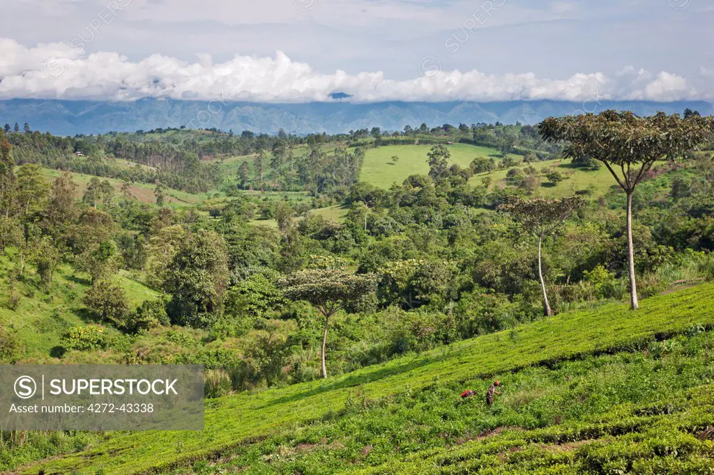 A distant view of the Rwenzori Mountains from fertile farming country close to Fort Portal, Uganda, Africa