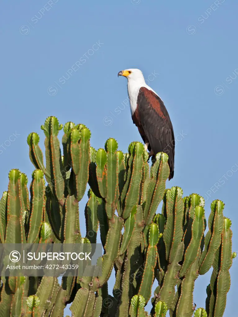 A fine African Fish Eagle perched on top of a Euphorbia tree, Uganda, Africa