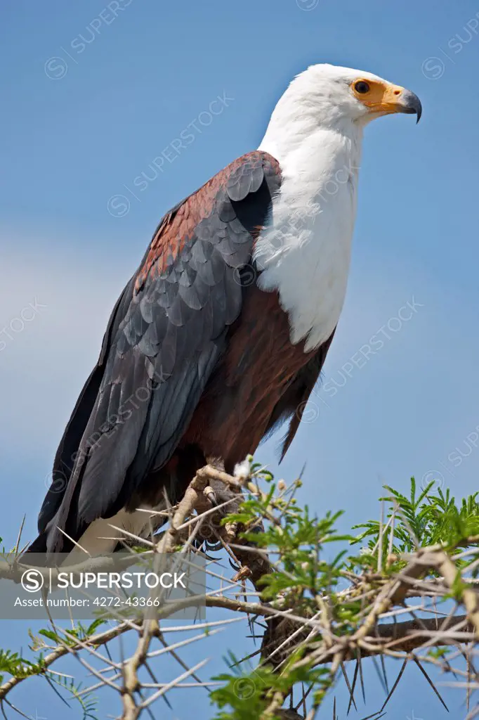 A magnificent African Fish Eagle perched on top of an acacia tree beside the Kazinga Channel, Uganda, Africa