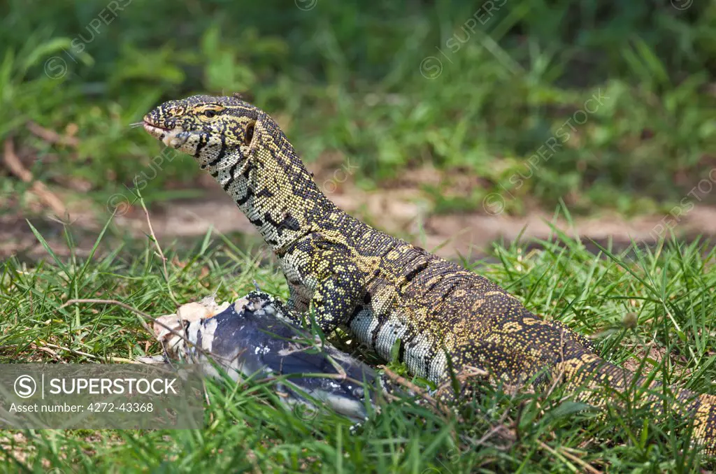 A Monitor Lizard gorges on a large fish on the banks of the Kazinga Channel in Queen Elizabeth National Park, Uganda, Africa