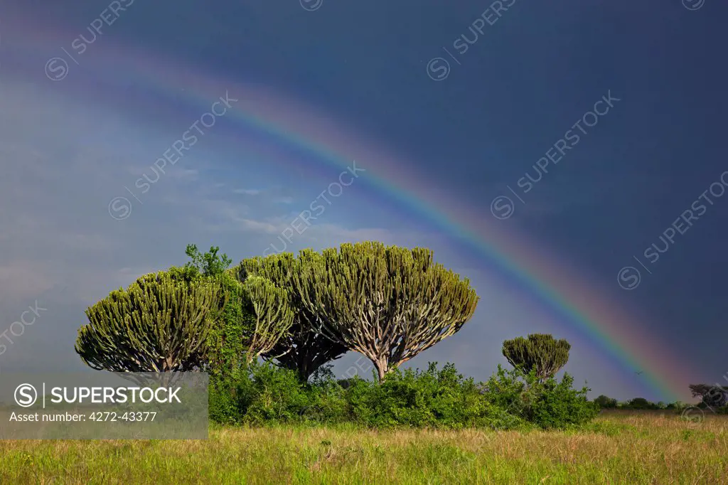 A magnificent rainbow arches over Euphorbia trees as rain approaches in Ugandas Queen Elizabeth National Park, Uganda, Africa