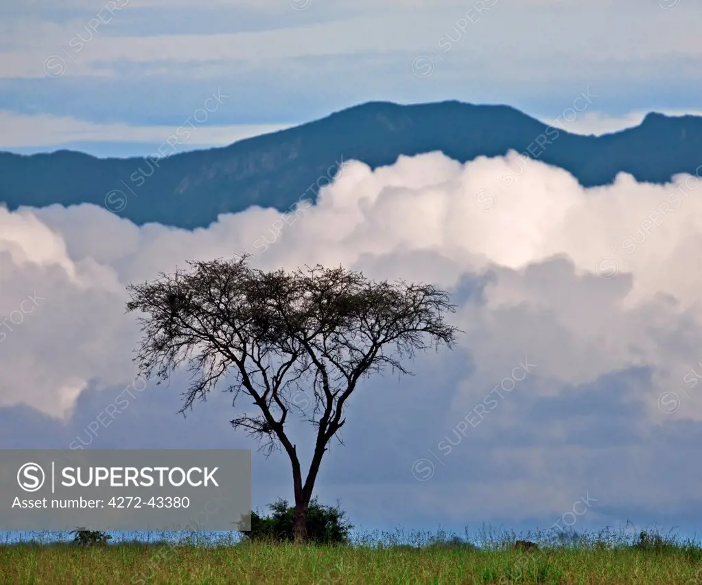 A lone acacia tree is silhouetted against low clouds along the foothills of the 3,000 metres high Mitumba Mountains in Congo DRC, Uganda, Africa