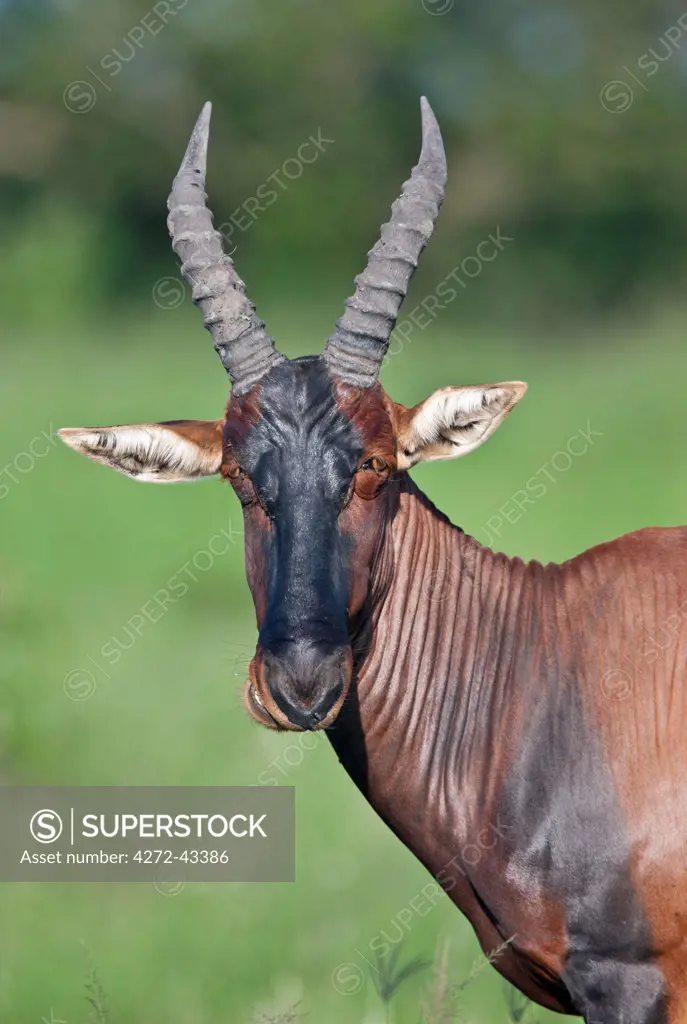 The Topi is a large, long faced antelope with backward curving horns, Uganda, Africa