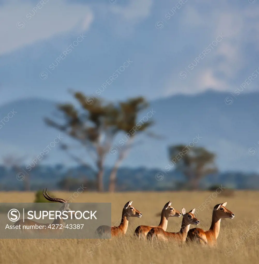 In late afternoon light, a male with four female Uganda Kob are vigilant in tall dry grass at Ishasha in the southwest corner of the Queen Elizabeth National Park, Uganda, Africa