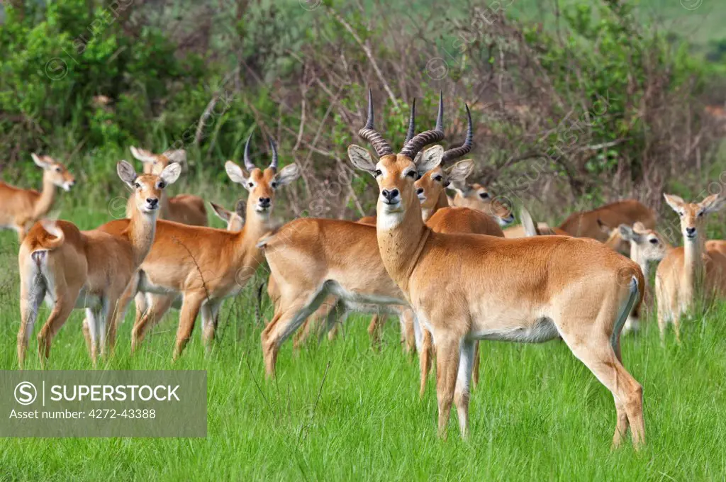 A herd of Uganda Kob at Ishasha in the southwest corner of the Queen Elizabeth National Park, Uganda, Africa