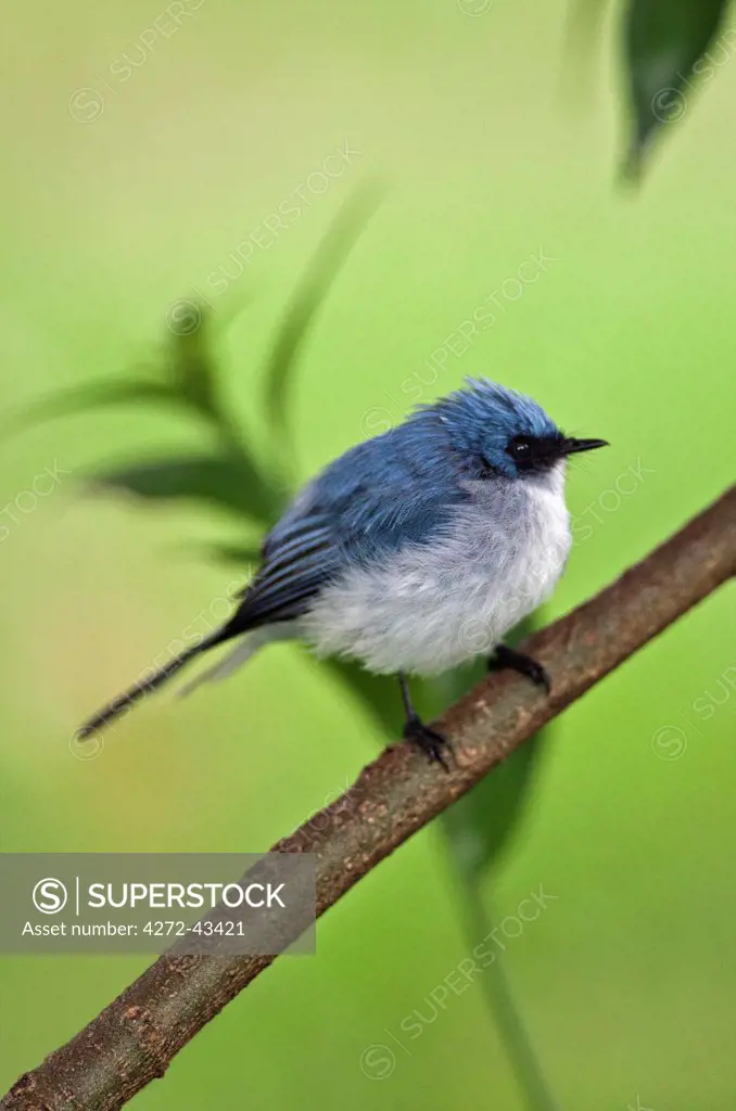 A White tailed Blue Flycatcher is an uncommon species restricted to the forests and forest edges of Western Uganda, Rwanda and Western Tanzania.