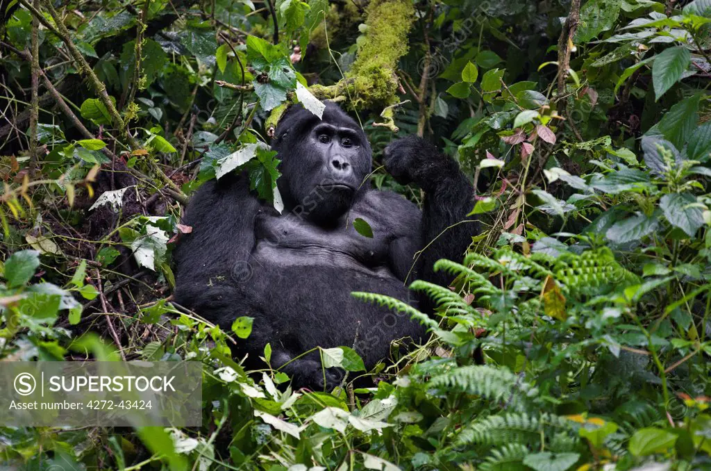 Silverback Nshongi leads a group of over twenty Mountain gorillas in the Bwindi Impenetrable Forest of Southwest Uganda, Africa