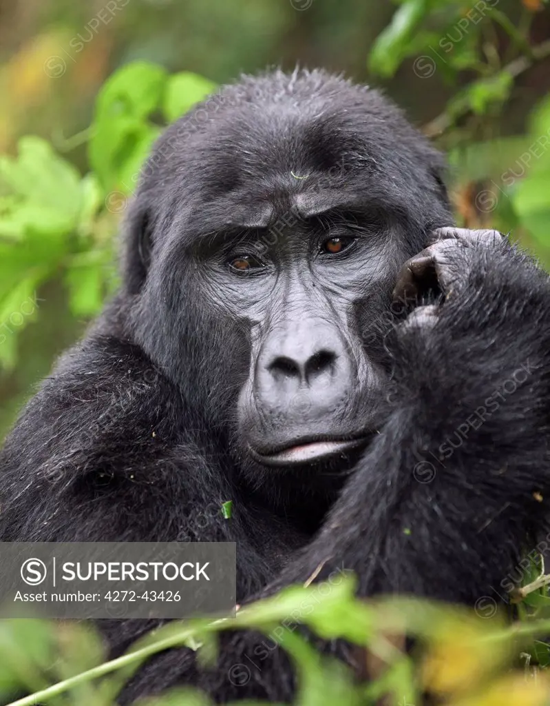 A Mountain Gorilla of the Nshongi Group in the Bwindi Impenetrable Forest of Southwest Uganda, Africa